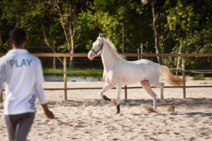 Bílý kůň běžící v&nbsp;písku.